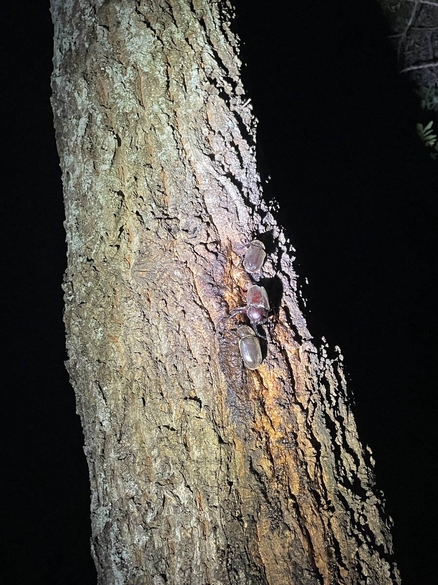 D0uKeSaN_D0rCuS's tweet image. カブトばっかじゃの
