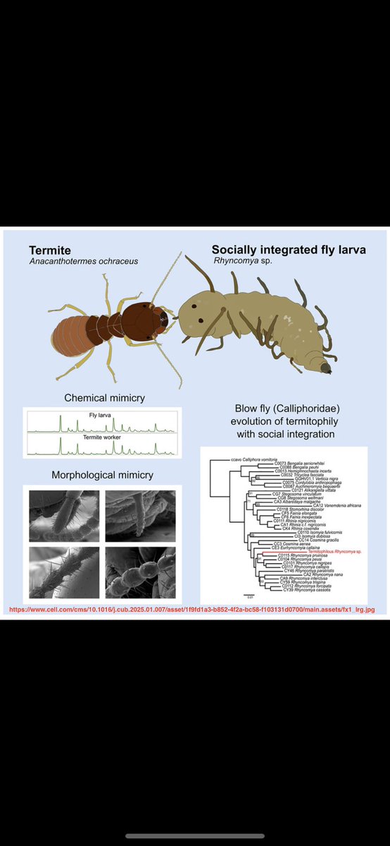 wti_pod's tweet image. Babes!!🚨This May Be The Smallest Galaxy In The Universe + This Newly Discovered Larva Uses A ‘Face’ On Its Butt To Infiltrate Termite Colonies
Today things are not what they seem. Join me for dwarfs, fraud and complete mysteries. open.spotify.com/episode/19fbaV…