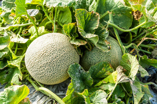 DietitianOnline's tweet image. Farm Fresh Friday. What’s in Season in your area? So. Florida: Cantaloupes. Sweet & refreshing, rich in vitamins and minerals. seasonalfoodguide.org Support local farmers. Helps to promote sustainable agriculture & reduce reliance on long-distance food transportation.