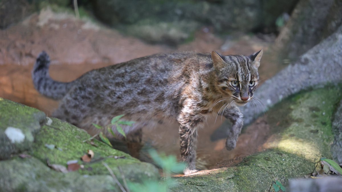 aoi_zoo_zoo's tweet image. いってきます
20250724 thu
#ズーラシア #zoorasia #よこはま動物園
#ツシマヤマネコ #こう #TsushimaLeopardCat
8323
