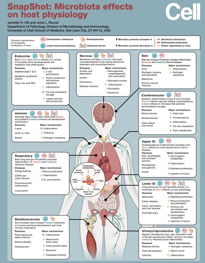 virginiog's tweet photo. El sorprendente impacto dea microbiota intestinal actúa como un verdadero "segundo cerebro", clave  para el neurodesarrollo, la regulación del estado de ánimo y la prevención de diversas enfermedades neurológicas y mentales https://t.co/afpb2UyhYw
