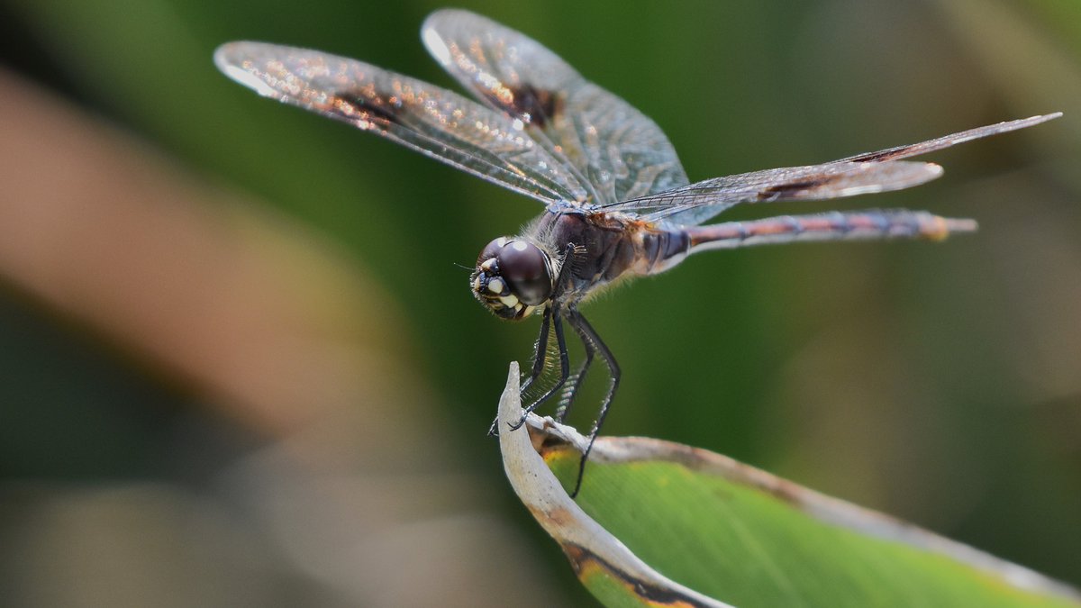 At a small lakeside #nature park west of #Orlando, a male Four-Spotted Pennant perches prominently in the morning sun. As a bonus, we can actually see all four of the namesake dark brownish spots here! #ThePhotoHour #Florida #dragonfly #NaturePhotography #NatureBeauty #insect