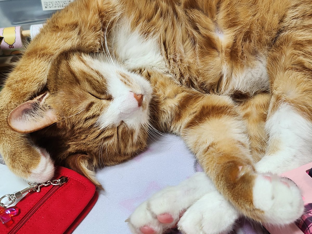 lora5102's tweet image. 키보드밀고 눕기
