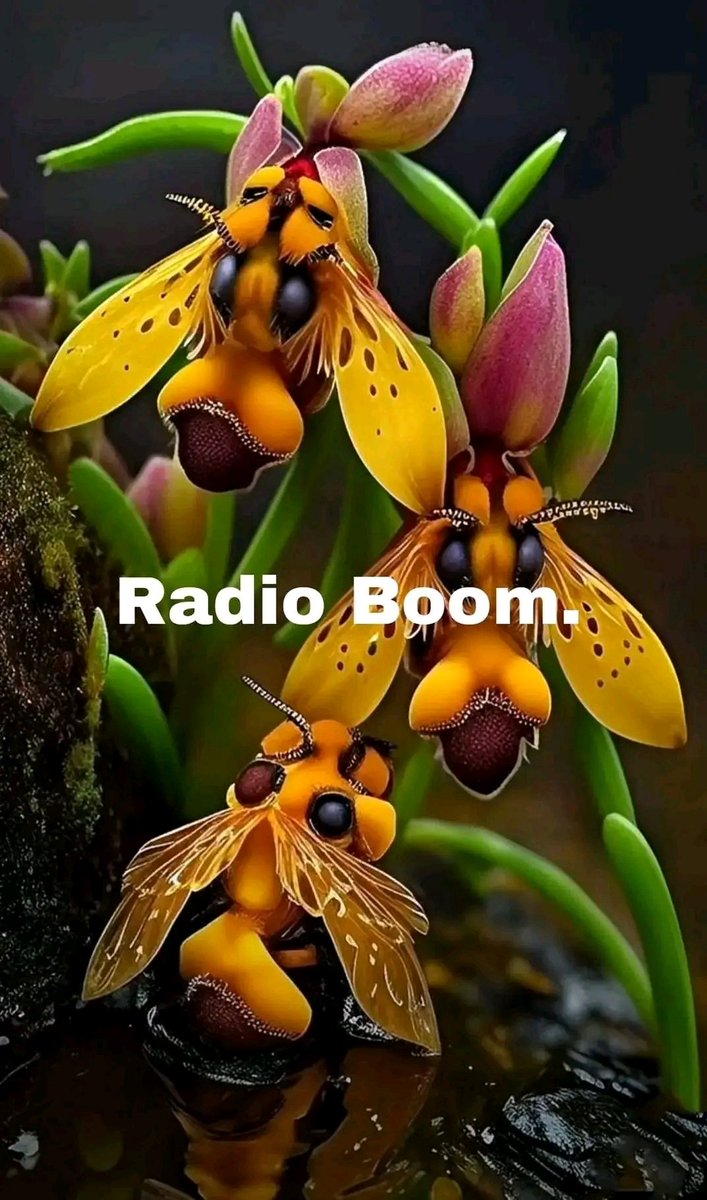 kosztanadi's tweet image. Here Radio Boom.Non stop.
To listen to the radio press here: kosztanadi.radiostream123.com