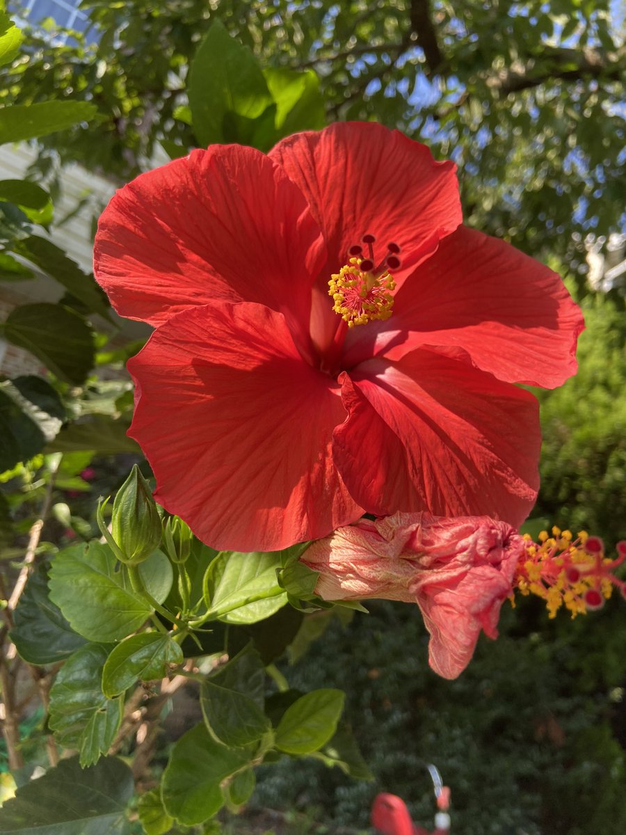 Indigo Mike (@siriu7bluemike) on Twitter photo 