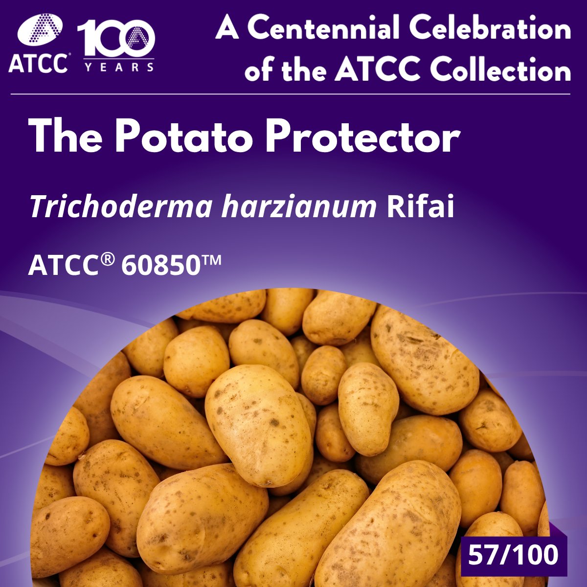Microbial pest control is transforming agriculture. Trichoderma harzianum  T-95 fights Rhizoctonia solani, a major potato pathogen, while also aiding  in biofertilization and pollution cleanup—offering farmers a sustainable,  eco-friendly solution. https ...