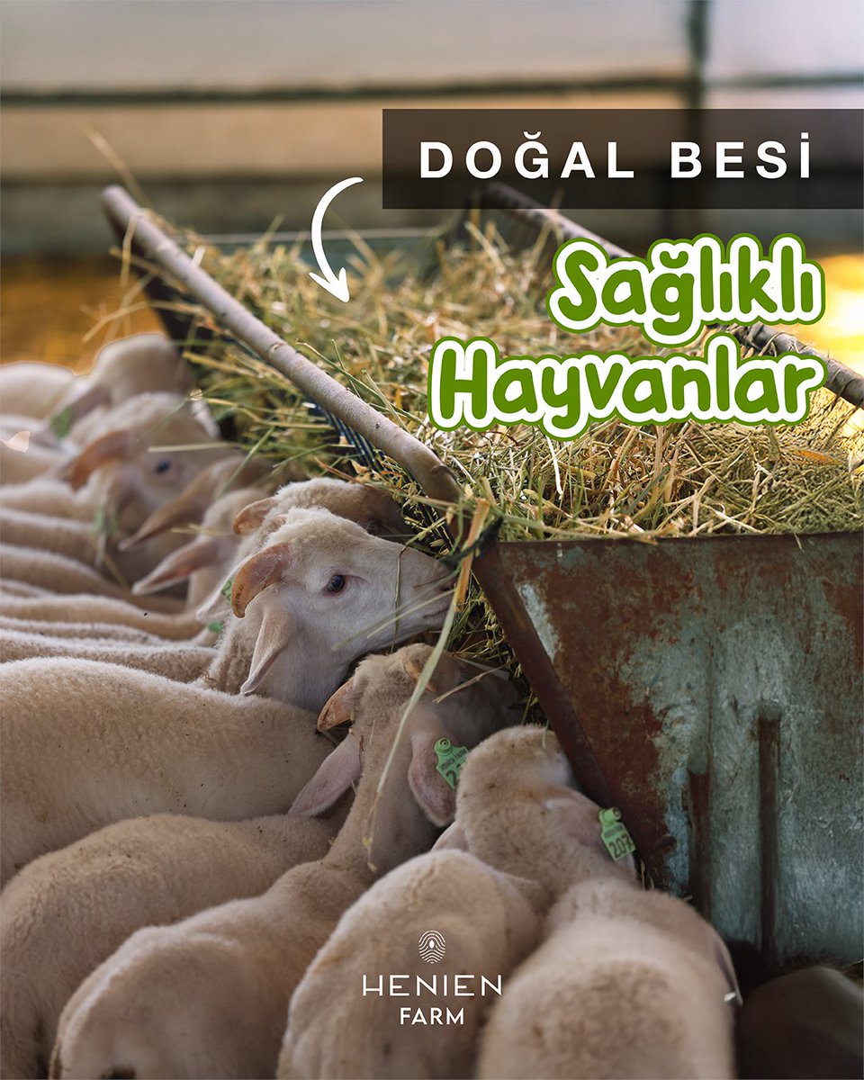 henienfarm's tweet photo. DOĞAL BESİDEN DOĞAL BESLENMEYE.
Modern çiftlik altyapımızda doğal besicilik ile hem hayvanlarımızın sağlıklı yetişmesini sağlıyor hem de kaliteli ve güvenilir ür��nler sunuyoruz.
📍 %100 doğal besi
🌿 Katkısız ve sağlıklı yemler
🐑 Mutlu, huzurlu ve sağlıklı hayvanlar https://t.co/5tphoplcsY