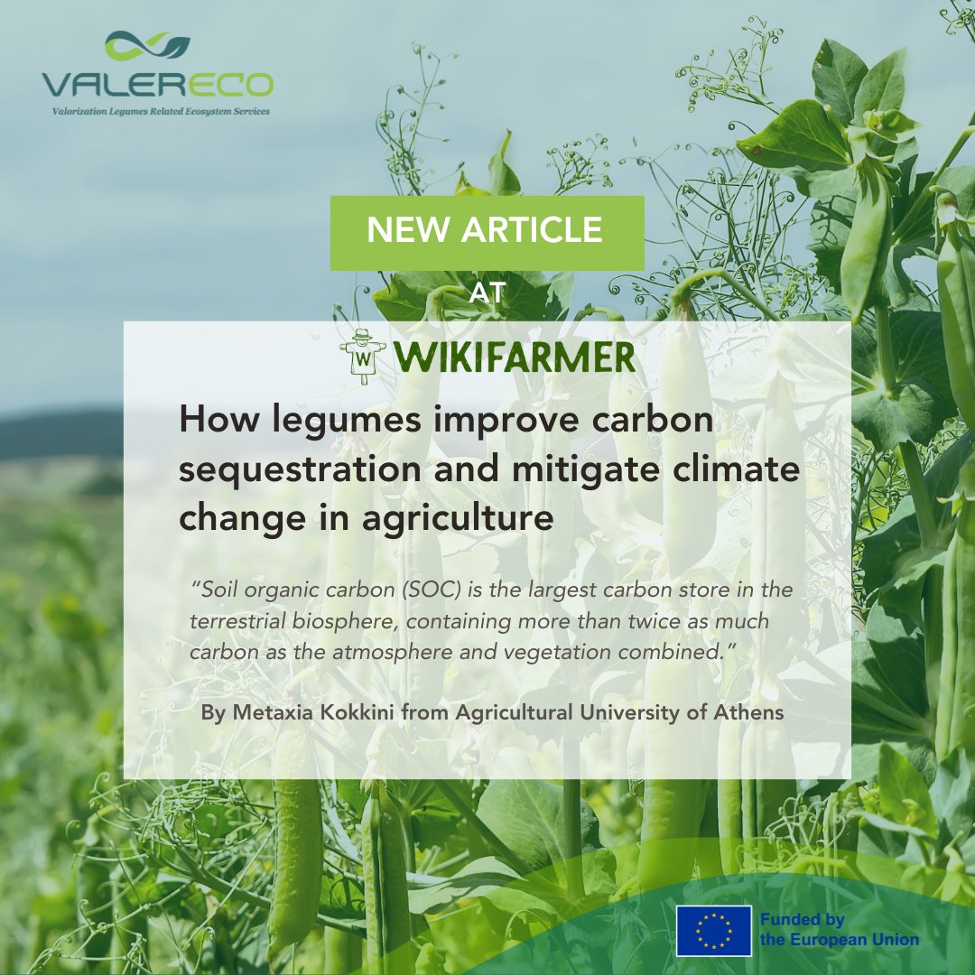 📄 Legumes store carbon, cut emissions &amp; boost soil health!

Read how they support climate-smart farming in an article by the Agricultural University of Athens (AUA).

👉 bit.ly/4maGAG5

#HorizonEU #Agroecology #EcosystemServices #LivingLabs #SustainableFarming