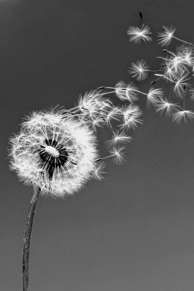 mindpeanuts's tweet image. still
thought
huddling
tightly together
but more wind
feathering
between their touch
#vss365