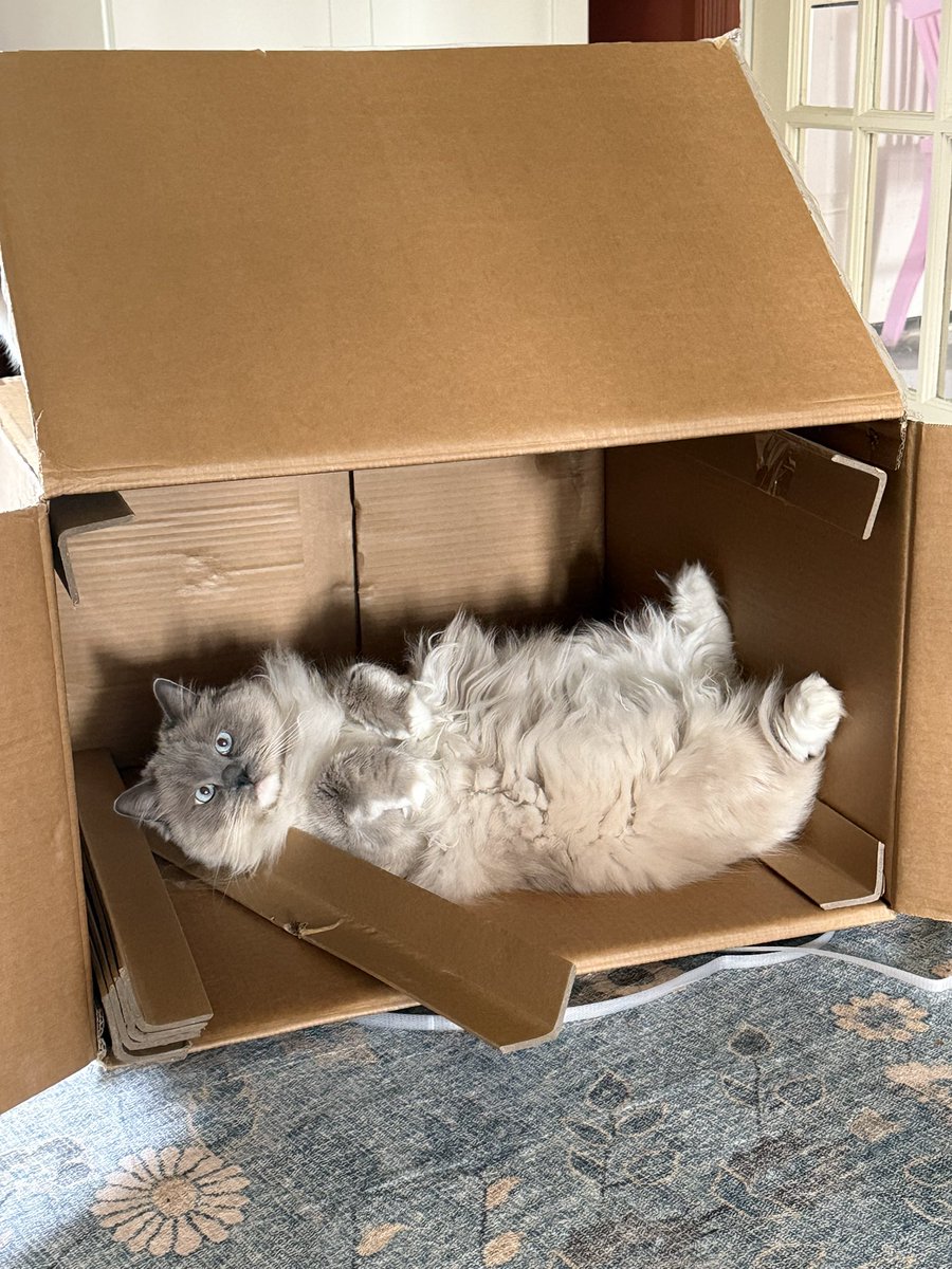 itiswattles's tweet image. cash is helping me build a new cat tower this morning 🐱