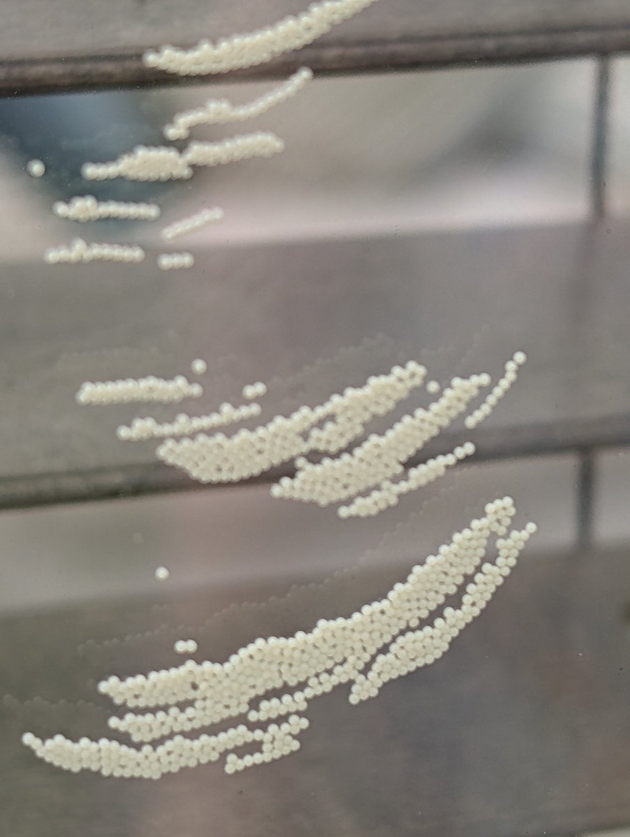 Nature is invading the conservatory today. No idea what the bug is, or Indeed the eggs? Any idea?
<a href="/Nature/">nature</a>