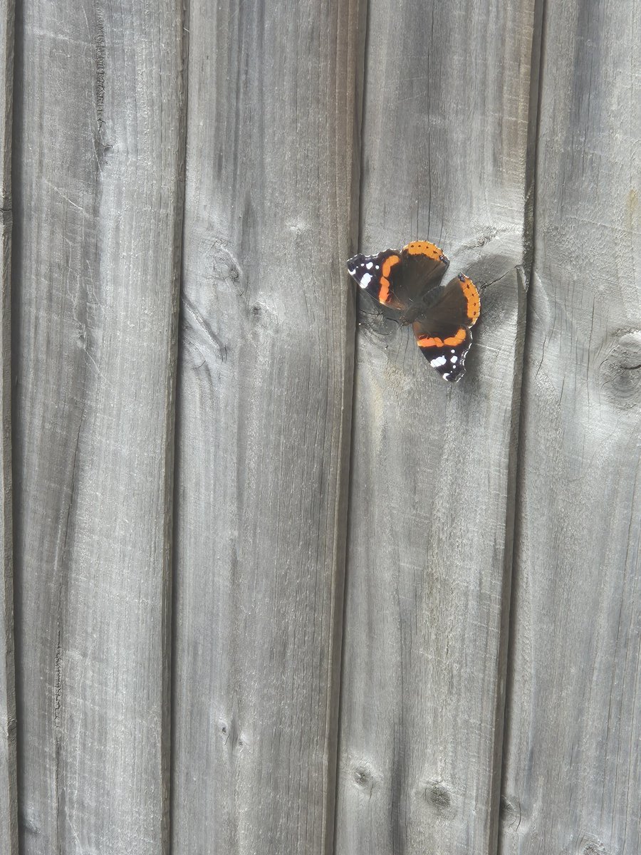 Anyone know what kind of Butterfly this is