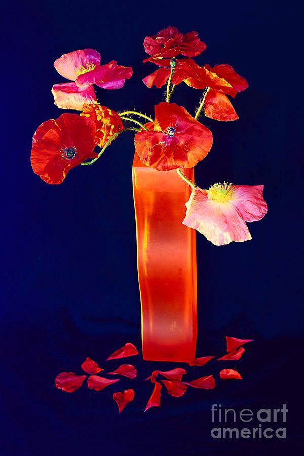 photographervin's tweet image. #STILLLIFE #POPPIES alexander-vinogradov.pixels.com/featured/still…
#avinogradovflowers #photographyisart #nature #AlexanderVinogradov #photoghraphy #flowers #floralart #beautiful #print #giftideas #buyintoart #ArtSale #wallart #YearforArt #ArtLover #BeautyinArt #FlowersOnX #garden #fineartphotography