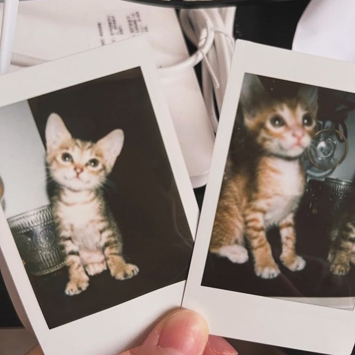 Meowmeow Is this me🥺