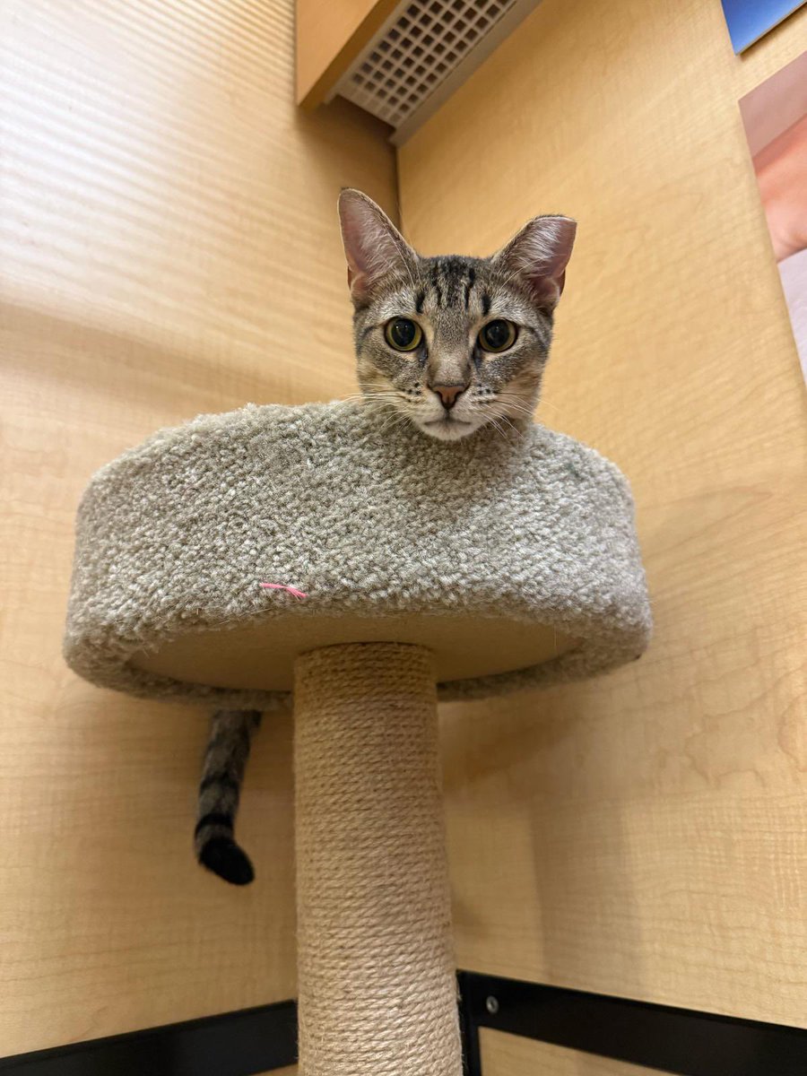Rescue Ridge (@rescueridge) on Twitter photo Daisy - 10 month old kitty
📍Petsmart Ocean, NJ
Daisy is shy and needs some extra love to get her out of her shell, enjoys squeeze up treats
Fixed, microchipped, FeLV/FIV negative and vaccinated
Reach out to cats@rescueridge.com for a meet & greet or apply at online. Daisy - 10 month old kitty
📍Petsmart Ocean, NJ
Daisy is shy and needs some extra love to get her out of her shell, enjoys squeeze up treats
Fixed, microchipped, FeLV/FIV negative and vaccinated
Reach out to cats@rescueridge.com for a meet & greet or apply at online.