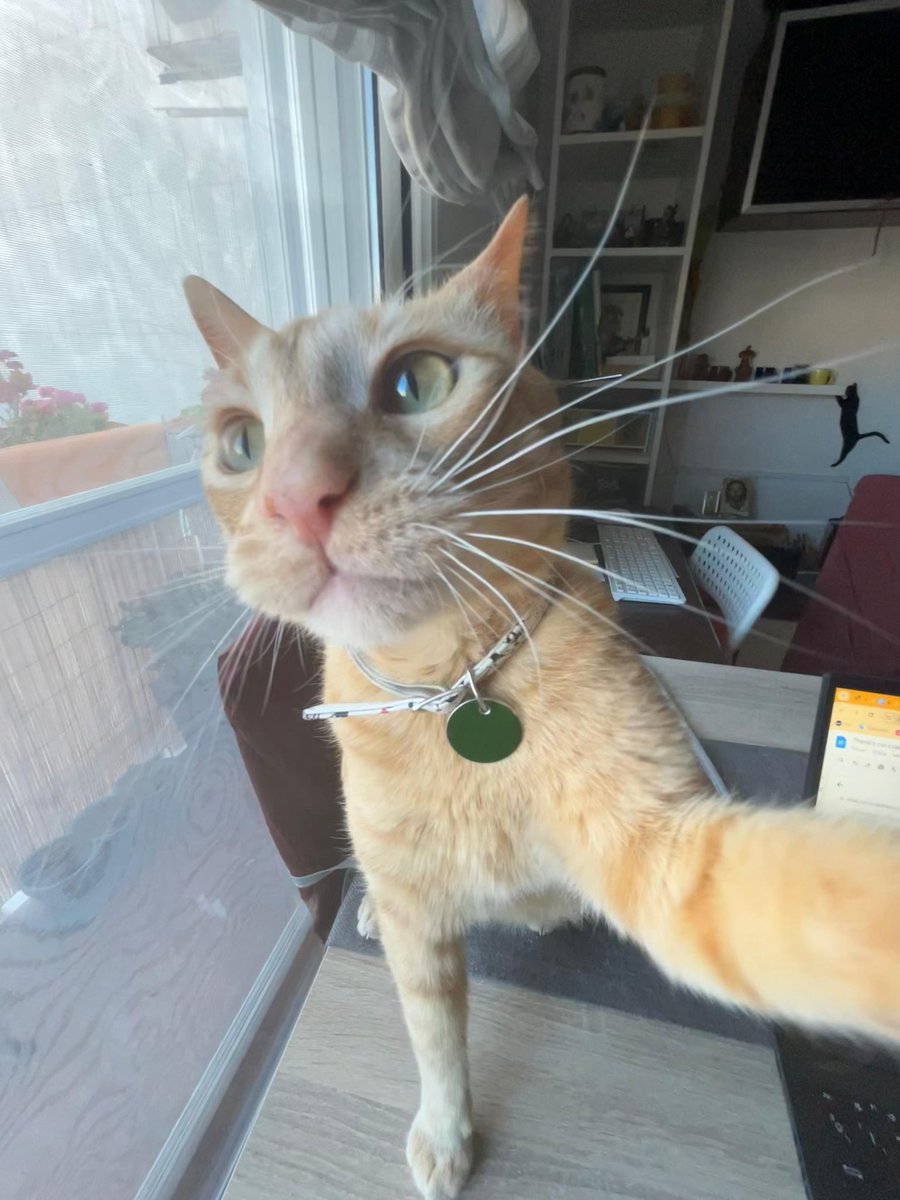 gameouba's tweet photo. hola este es canelo ha sufrido un accidente y los gastos veterinarios llegan a más de 3800€, si alguien puede ayudar con un mínimo que sea estaremos eternamente agradecidas 
difusión porfavor !!!
https://t.co/ylOjAaDDtF https://t.co/MDYuRLu1ff