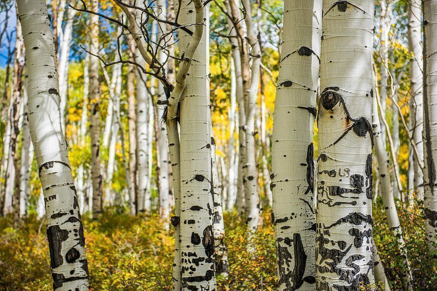 ImagesByJonEvan's tweet image. Photography of Aspens in the San Juan Mountains of Colorado. #art #landscapephoto #vacation #photography #colorado #travel #decorate #wallart #art4sale #homedecor #giftidea #artlovers Please refer to link for info and pricing buff.ly/4f2aSaO buff.ly/4emic09