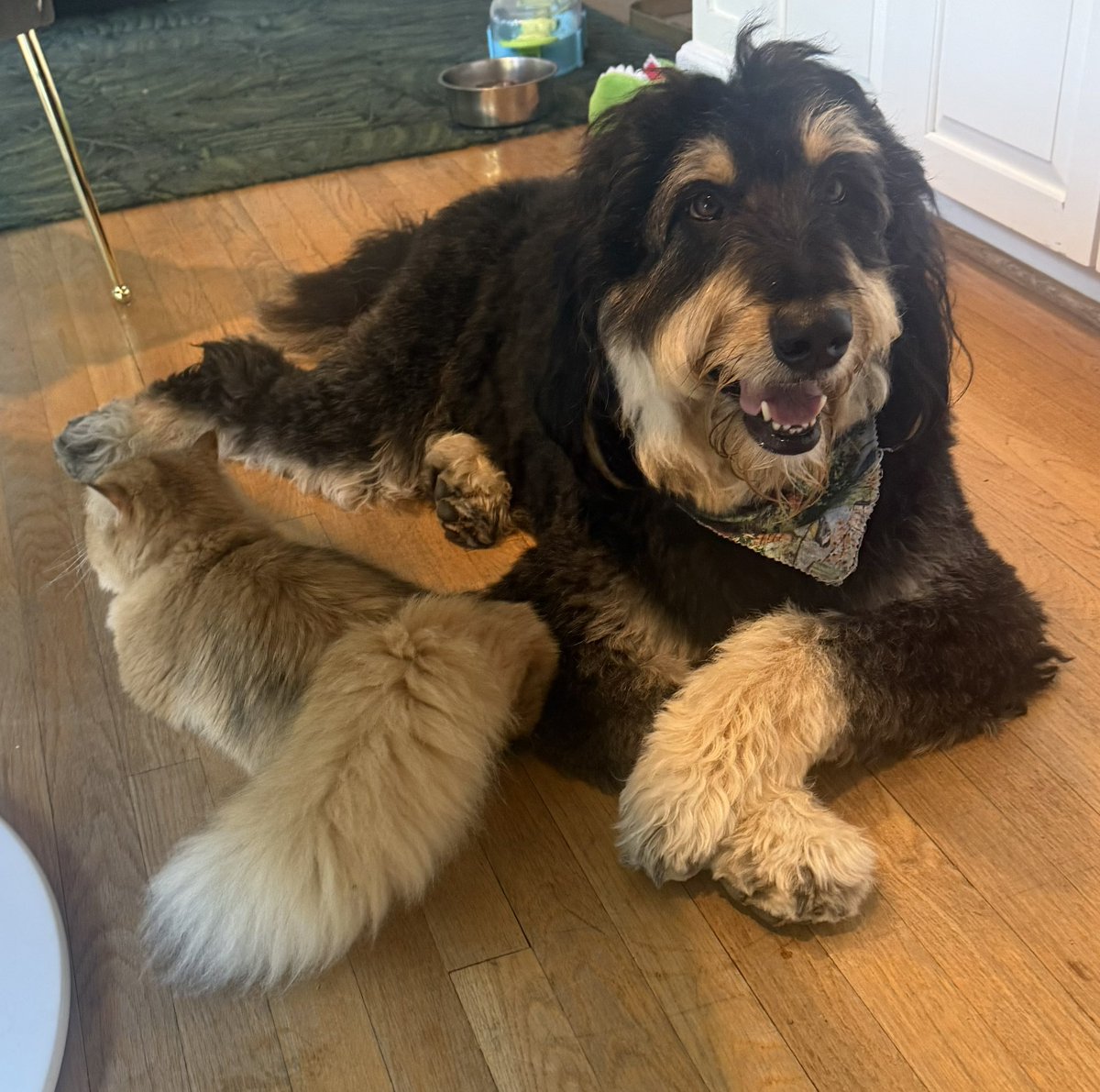 Moose “the silly goose” Tapper tweet media