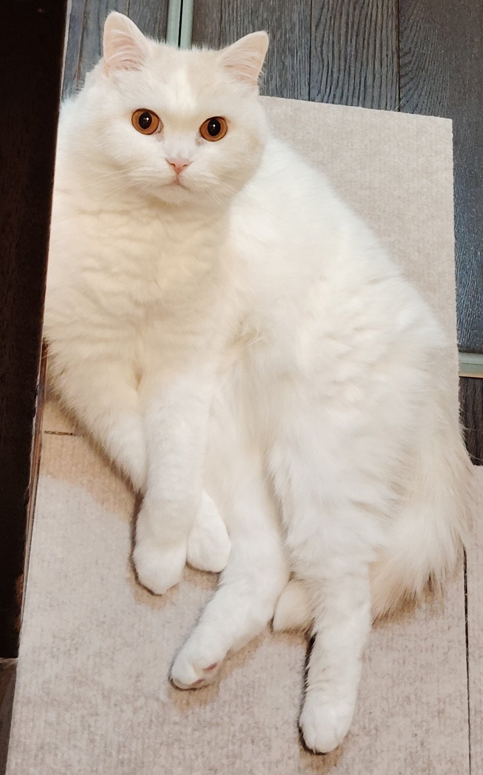 福ちゃん 福ちゃん (@fukuchanwhite) / X