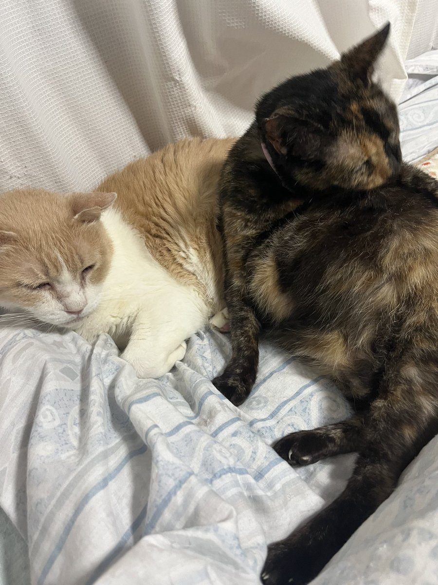 egc51sary1's tweet image. チーちゃん膝で寝てると
オペラ座ちゃん
膝に来て猫パンチ
怒ったら
睨まれた*\(^o^)/*

今日も暑いね
明日も暑いね

気をつけよね
又明日ね