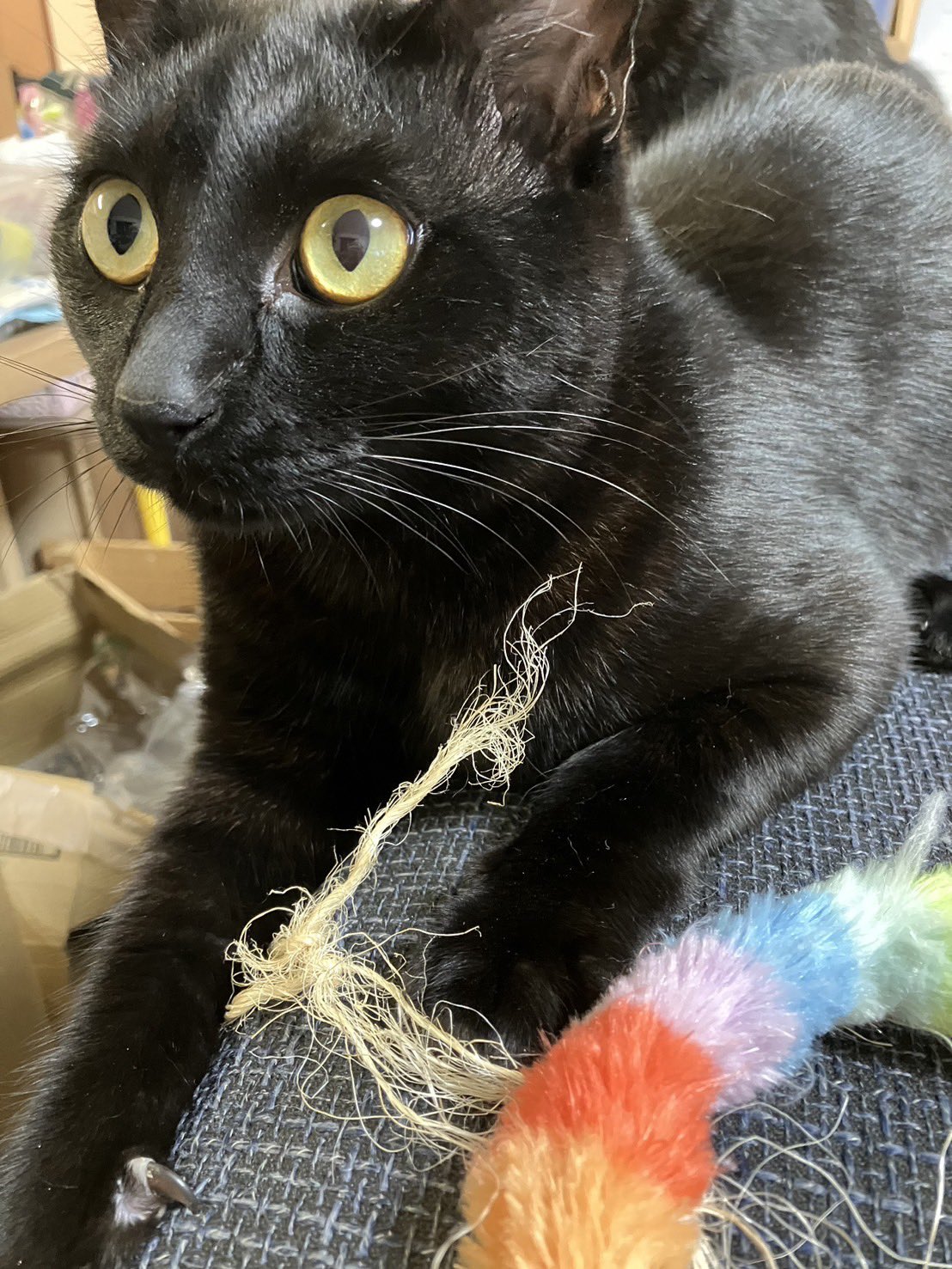 ねこ Amazon.co.jp: 猫ステッカー 猫脱走防止 玄関 扉 ドア 猛猫にご