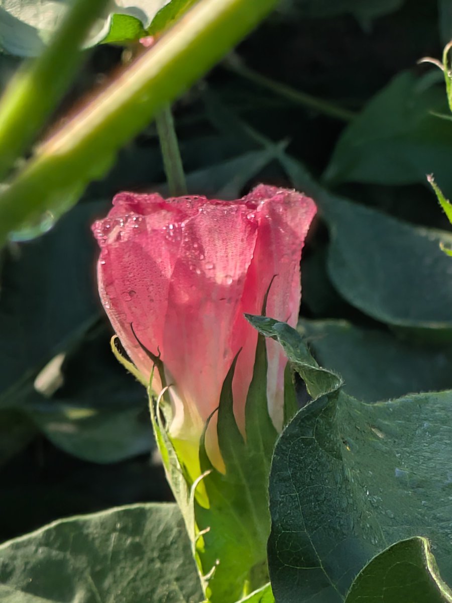 farmer8998's tweet image. I call her my little cotton blossom she calls me her big tractor man