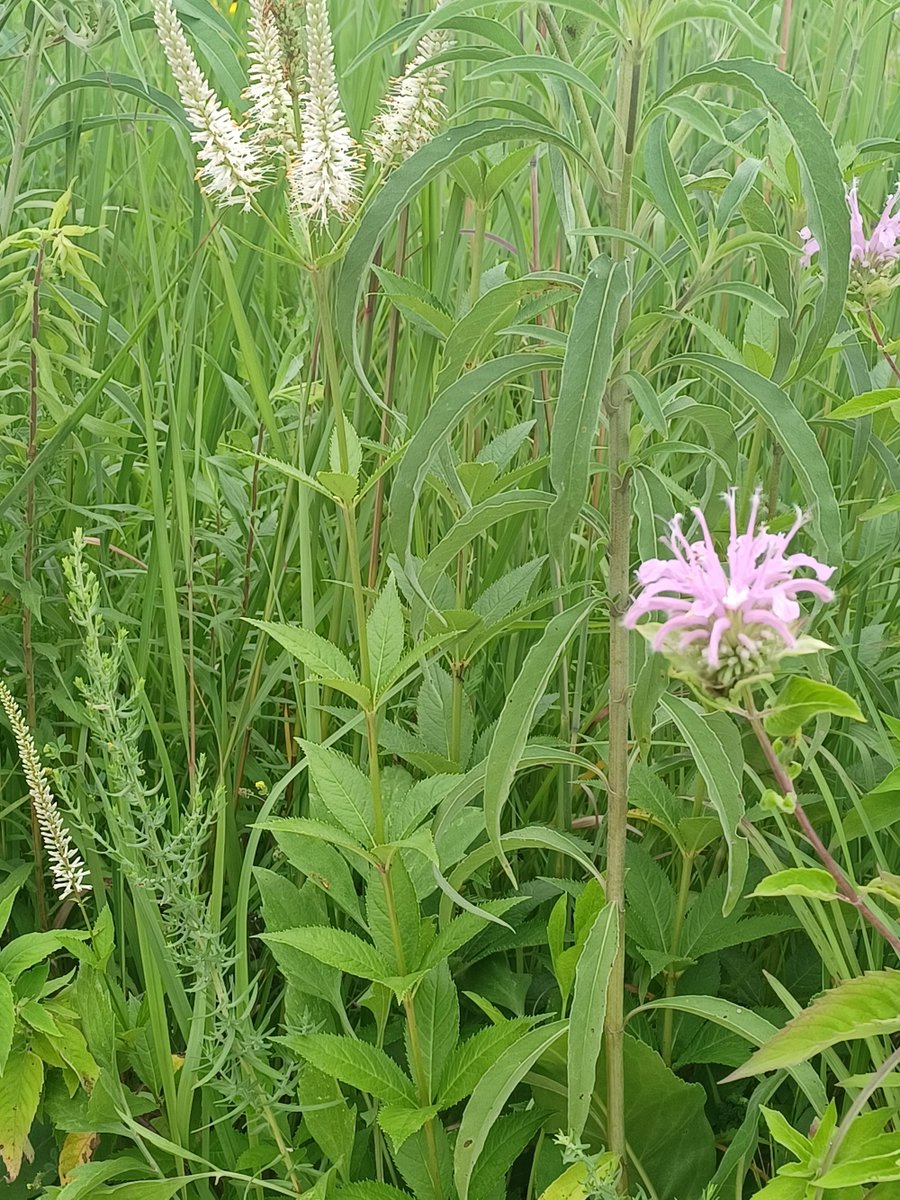 IowaMonarchs's tweet image. This #FlowerFriday we celebrate Culver’s Root! With its distinct whorled leaves and white flowers, this plant is great for attracting bumble bees, monarchs, and many other pollinators. prairiemoon.com/veronicastrum-…