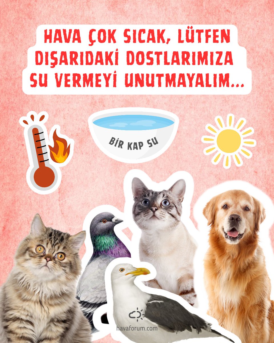 HavaForum's tweet image. Kuşa, kediye, köpeğe, dışarıdaki dostlarımıza özellikle bu sıcaklarda bir kap su...