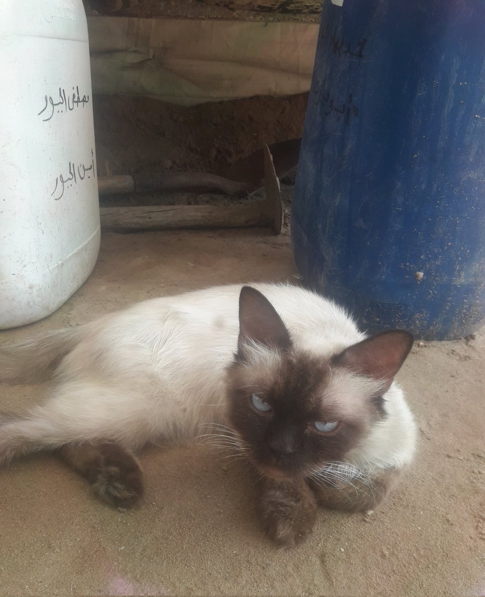 Dr_Mustafa5's tweet image. My family and cat are exhausted and our simple dream is to find food. We are struggling to survive. Please help me with a donation. 💔
If you see this response with a dot, please.
gofund.me/100fdc25
