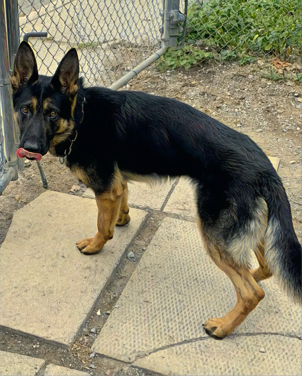 TPSMounted's tweet image. On July 25th, 2023 Police Service Dog Bingo was killed by gunfire while on a search for an armed suspect. His unwavering bravery and courage to protect his handler will not be forgotten. #herosinlife #rip #bingo