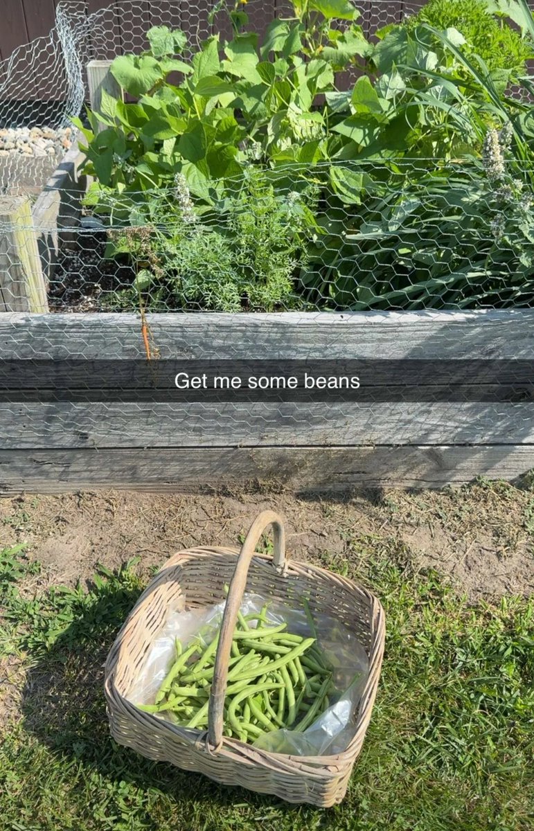 CryptikRiK's tweet image. GET ZE BEANS!!!
(Sad carrot hangs in the balance)
#gardening #homegrown #greenBEANS