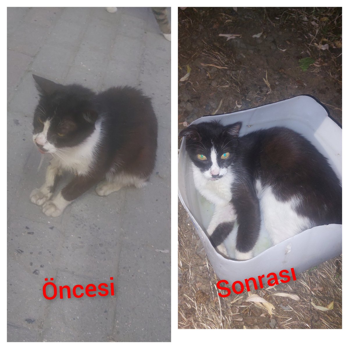 Minik dostumuz sagligina kavustu.
GUNGOREN VETERİNER İŞLERI EKIBINE TEŞEKKÜRLER.
<a href="/Gungorenbld/">Güngören Belediyesi</a>