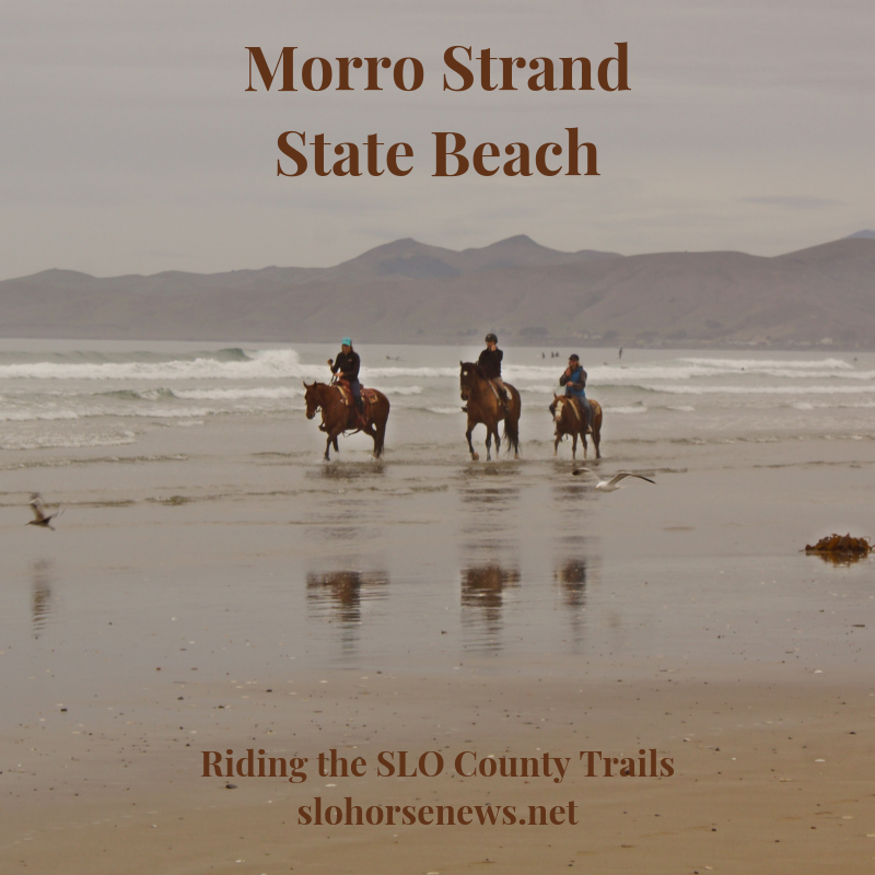 slohn's tweet image. 🐴 Weekly Scoop - - Morro Strand Trail Ride, Knee Pain in Horseback Riders and More mailchi.mp/d28ffb3cea6d/w…