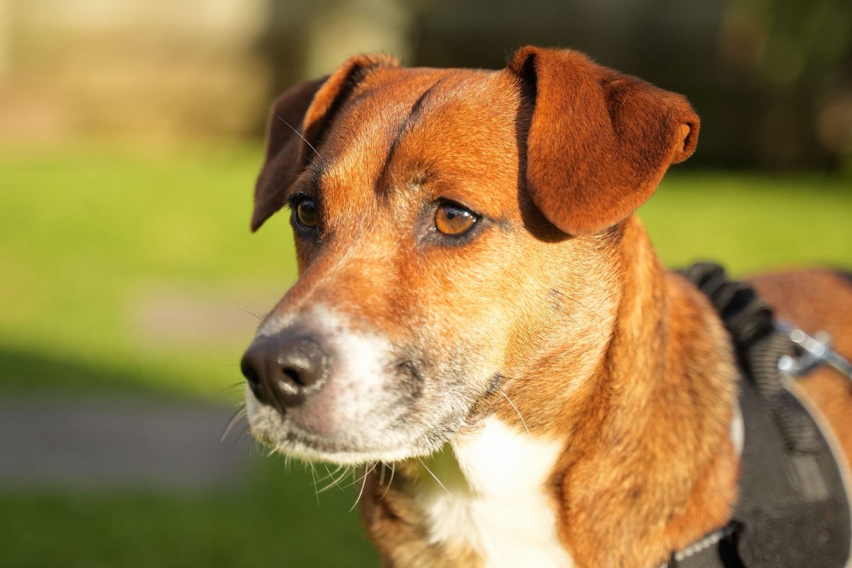4Viewers's tweet image. All the Ashcroft-Schulz family are keen to find a new addition to the family – except for Arlo who had a bad experience with a friend&apos;s pet.  Can Jack Russell cross Fudge melt his heart? Find out tonight at 6.55pm on @More4Tweets - #TheDogHouseNewZealand