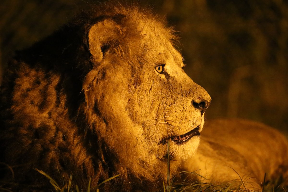 fuji_safari1980's tweet image. \ナイトサファリ、明日(7/26)から/
参加するには、My SAFARIで販売中の
日付指定・ナイト入園チケットが必要!
《ナイト入園チケット》
おとな(高校生以上)1,500円
こども(4歳~中学生)1,000円
👇ナイトサファリの詳細はこちら
fujisafari.co.jp/tour-safari/ni…