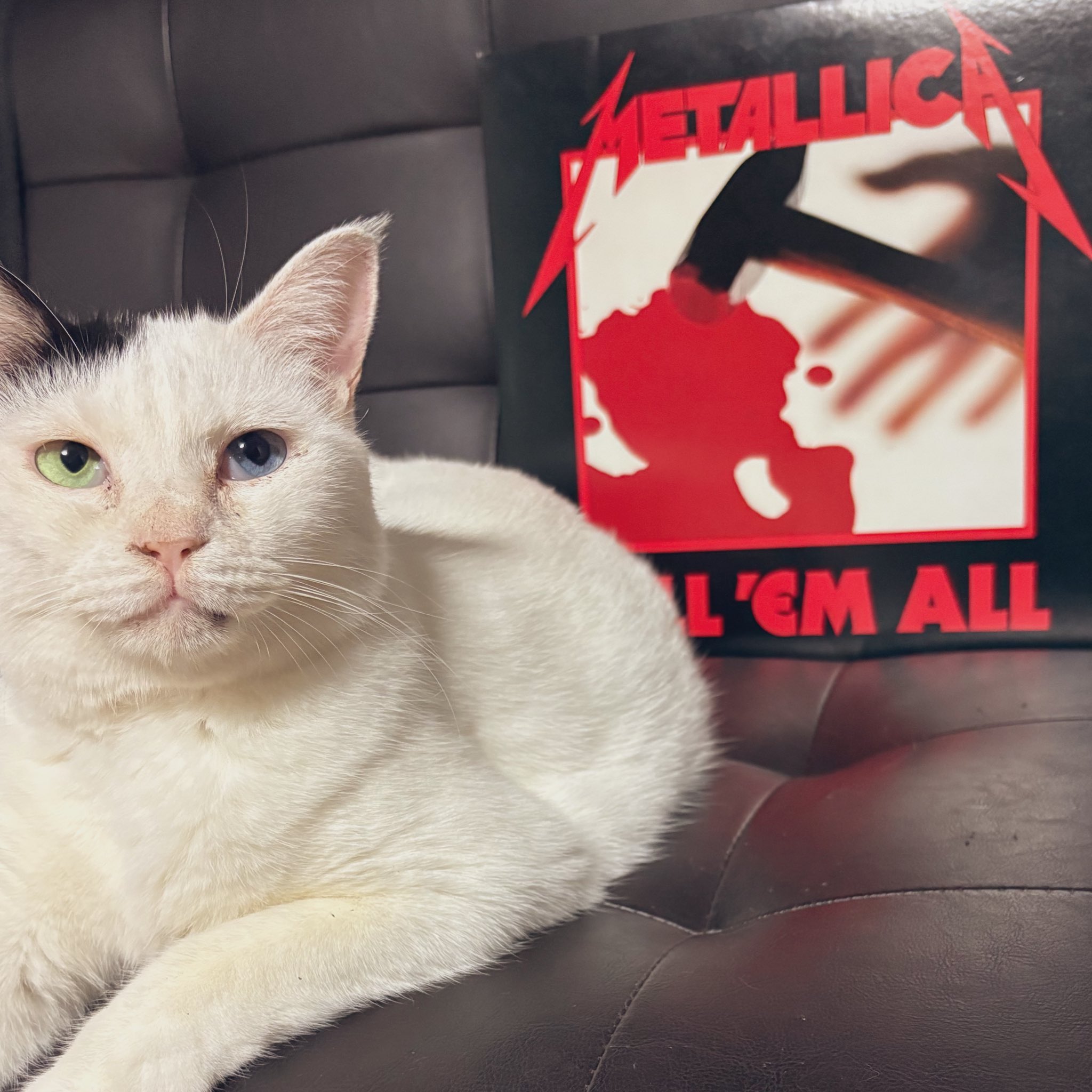 ねこ ちかるん on X: 