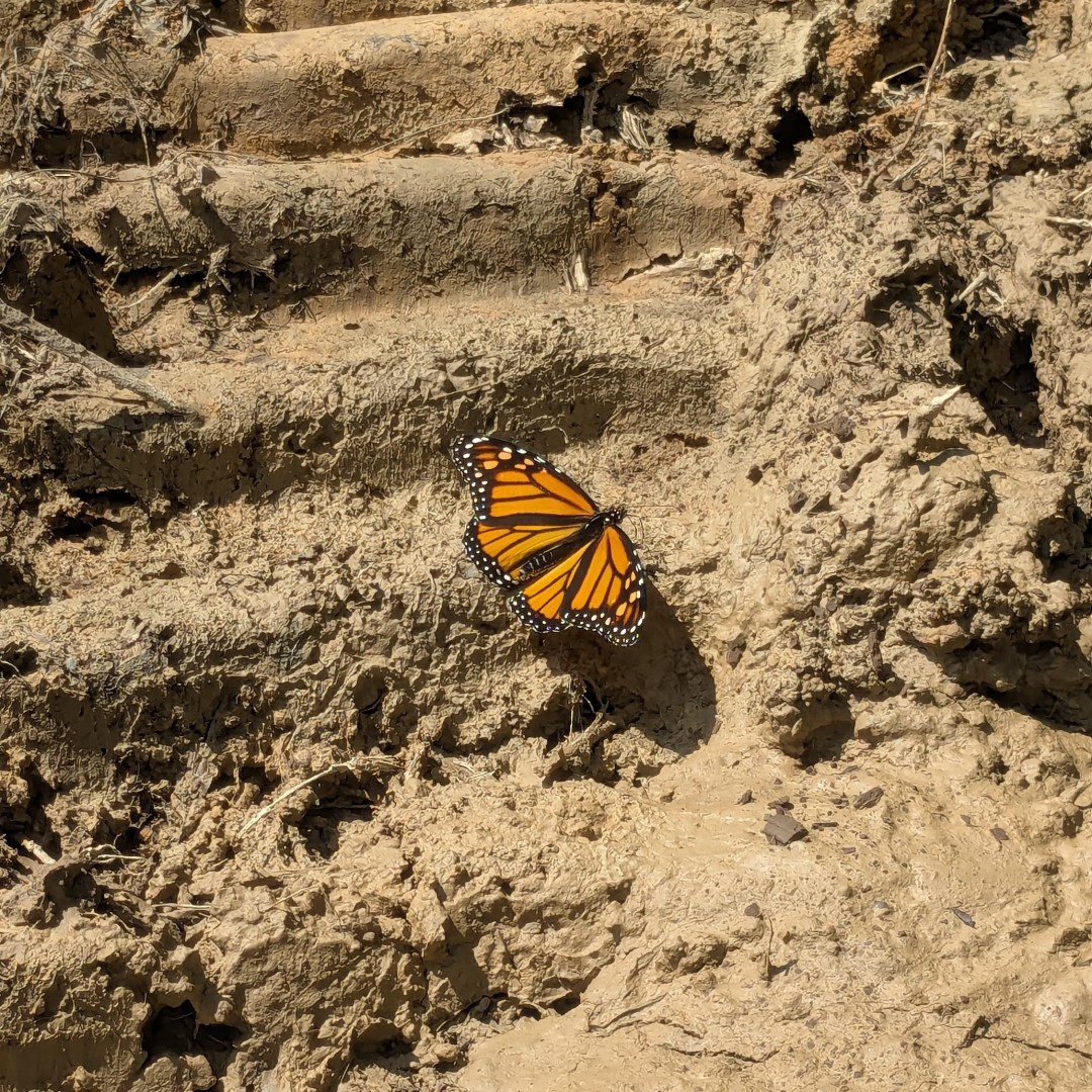 SchnabelEng's tweet image. Even butterflies are curious about geophysics! This beautiful monarch visited our team while they completed data collection in Columbia County, PA. 

#FaunaFridays #Geophysics #DataCollection