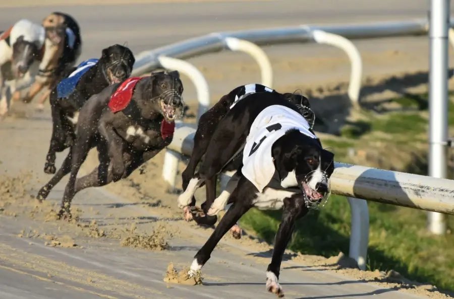 Racing & Sports UK (@randsracinguk) on Twitter photo 🐾 Two finals at Romford tonight 🐾 <a href="/Hobbsy67/">Jonathan Hobbs</a>
🏆 9.11 – Doug Tyler Summer Cup: Narrow vote for UNTOLD PAANGA over the brilliant Sonique – early pace vital
🔥 8.54 – YAHOO MAREIKE well drawn to strike from red
👉 racingandsports.co.uk/greyhounds/new… #Greyhounds #Romford 🐾 Two finals at Romford tonight 🐾 <a href="/Hobbsy67/">Jonathan Hobbs</a>
🏆 9.11 – Doug Tyler Summer Cup: Narrow vote for UNTOLD PAANGA over the brilliant Sonique – early pace vital
🔥 8.54 – YAHOO MAREIKE well drawn to strike from red
👉 racingandsports.co.uk/greyhounds/new… #Greyhounds #Romford