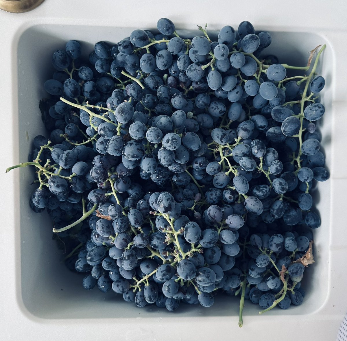 Garden grapes 🍇😜
