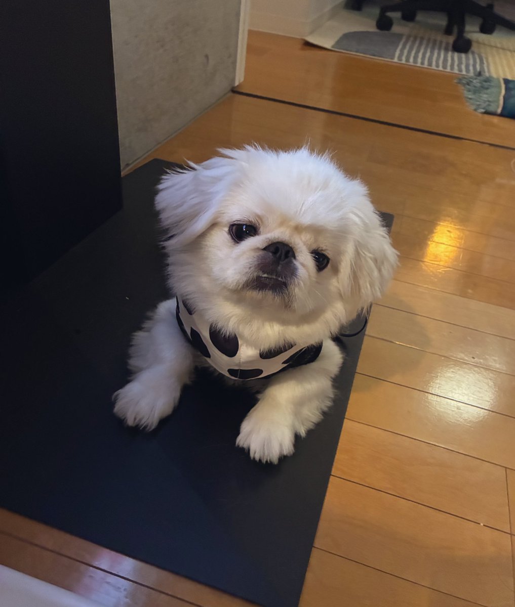 good_bye's tweet image. よかれと思って買ったネッククーラー、すーんごい嫌みたい