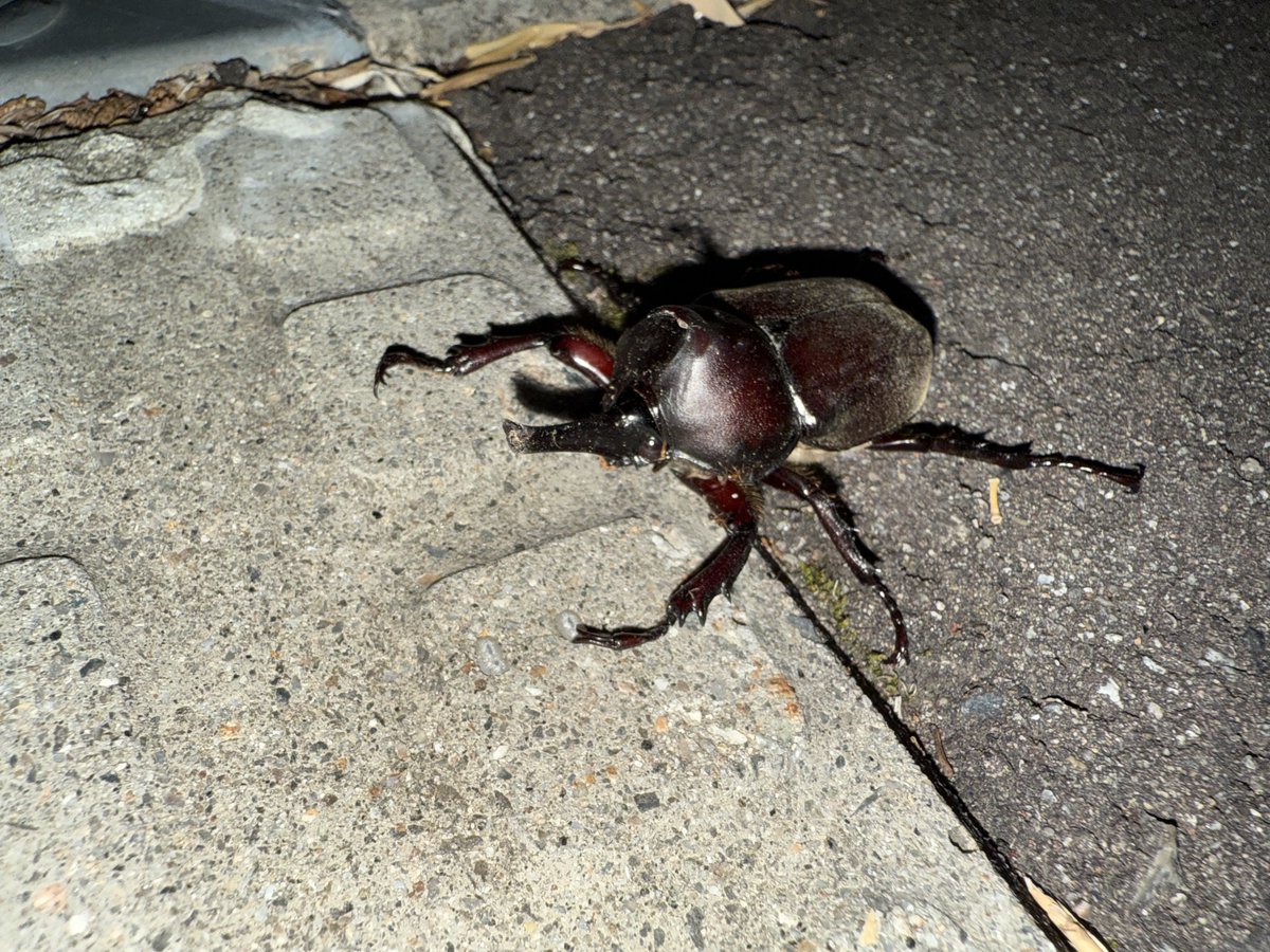 カブトムシツノオレ【歴戦の個体】

久しぶりに生で見れてめっちゃ胸熱でした❤️☺️❤️