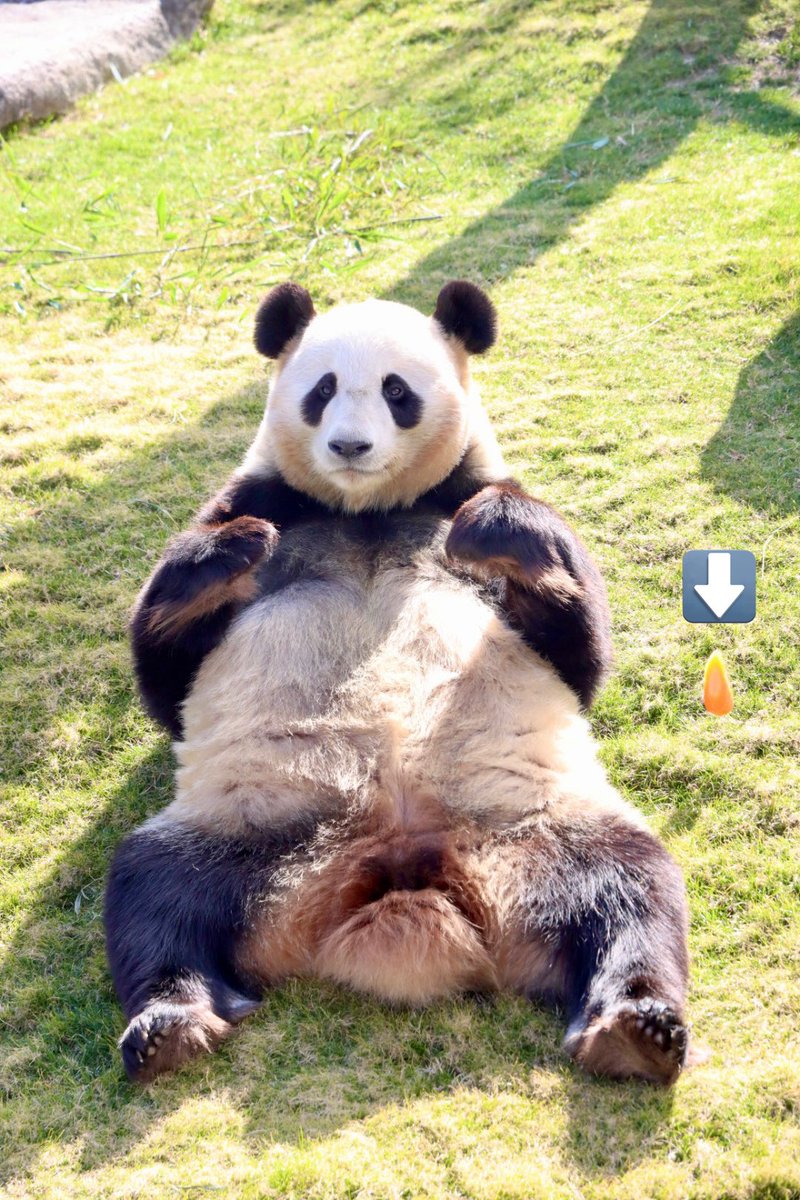 川辺🐼💃💃💃 on X: 