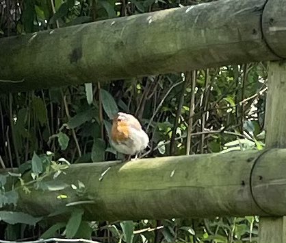 lmvaughan11's tweet image. Walk 16/20 in memory of Lily-May & to raise funds for @RoadPeace.
Did today’s Wrekin walk with Sadie, imagining Lily-May beside us, and what she’d be chatting about at 19 💔
Nature sent robins, butterflies & bees to lift us 🐦🦋🐝
Please donate/share: justgiving.com/page/leanne-va…
