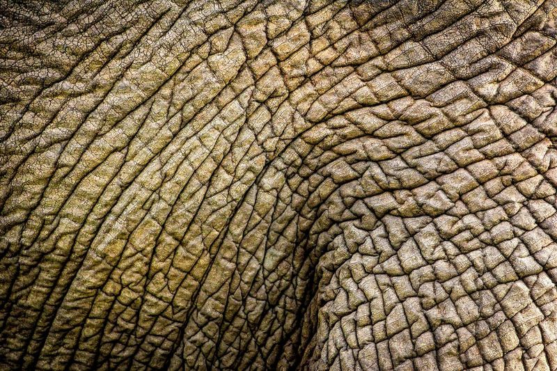 LewaConservancy's tweet image. Wildlife enthusiasts, assemble! We’ve got a fun challenge for you today. Take a close look at this shot from Lewa and tell us: Which animal do you think this is?

Drop your answer in the comments. 👇

📸 @SirikoiLodge

#Wildlife #Quiz #Nature