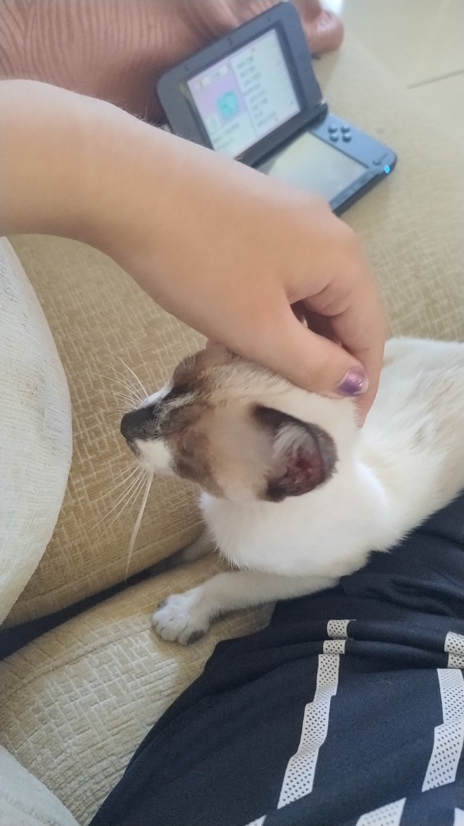 SauberDojoRama's tweet image. 🚨BREAKING NEWS: acabou de chegar uma gata misteriosa em casa e ela fez moradia conosco, deem oi pra Lotus meu novo pet