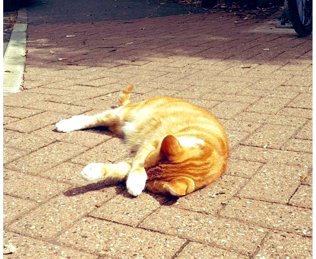 TheStourbridge's tweet image. Station frontage duties
Could you be so kind as to fetch my parasol and sunglasses, please?
Oh, and whilst you’re at it, could you get me a bowl of treatos?