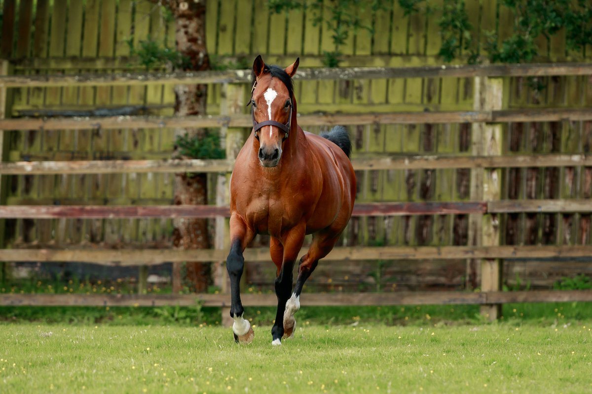 coolmorestud's tweet image. “the Coolmore stallion has added some real quality to his resume” - The Boyce Report, @bloodstocknews
Sire of 6 Stakes winners already this year including Gr.1 winner Calandagan, Gr.2 winner Arrow Eagle, and Gr.3 winners One Look & Galen, GLENEAGLES’ progeny continue to deliver…