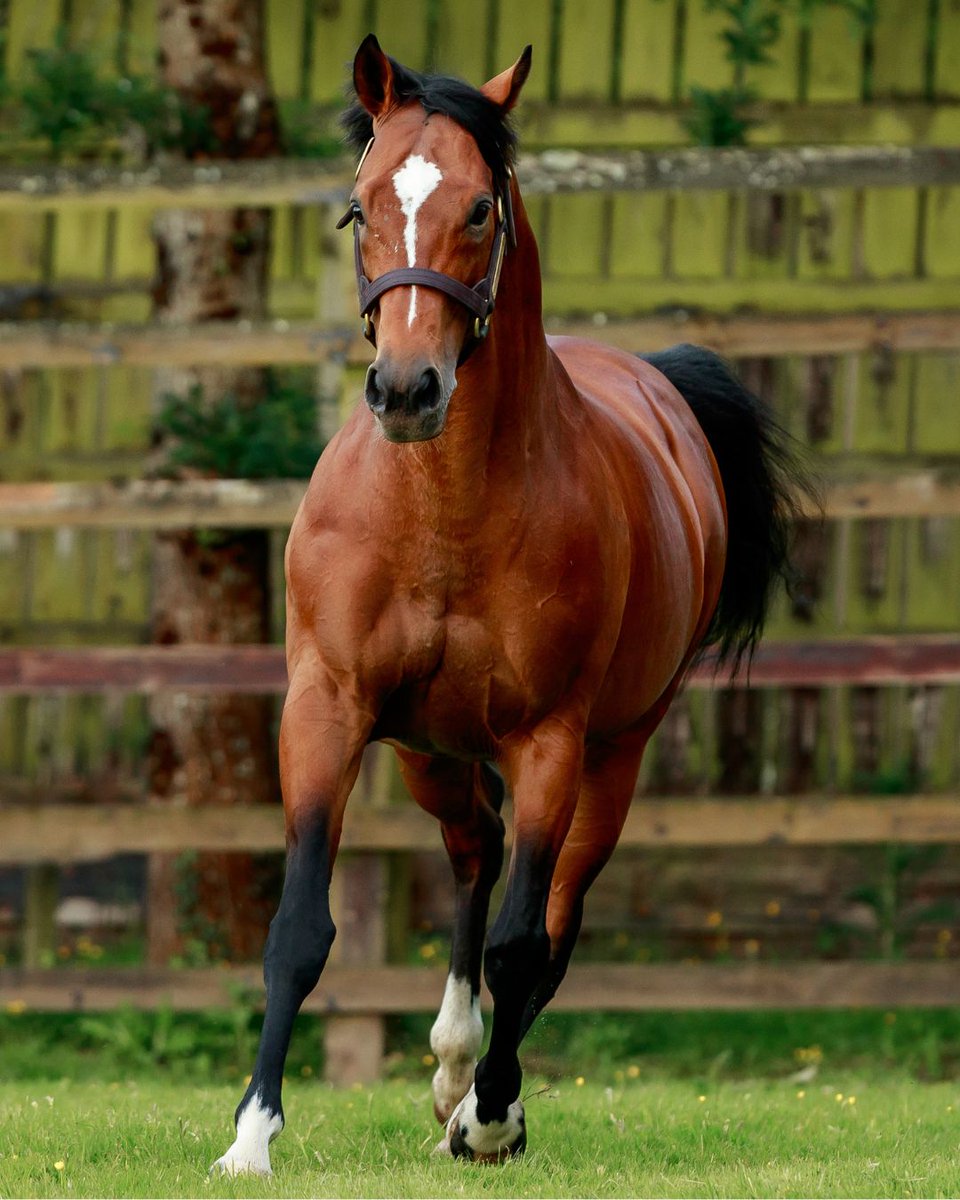 coolmorestud's tweet image. “the Coolmore stallion has added some real quality to his resume” - The Boyce Report, @bloodstocknews
Sire of 6 Stakes winners already this year including Gr.1 winner Calandagan, Gr.2 winner Arrow Eagle, and Gr.3 winners One Look & Galen, GLENEAGLES’ progeny continue to deliver…