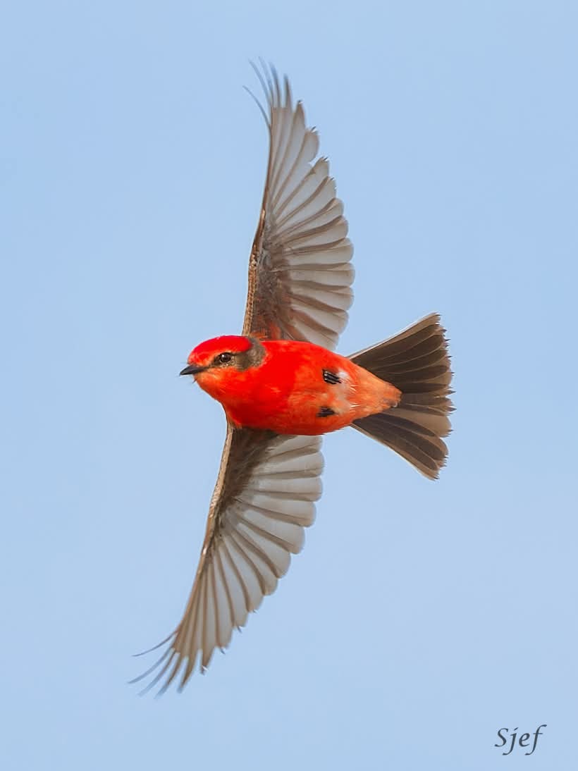 ItakeBirdPics's tweet image. Vermilion Flycatcher
Brazoria National Wildlife Refuge in Texas, USA. 12/27/2024 #vermilionflycatcher #flycatcher #birdphotography #naturephotography