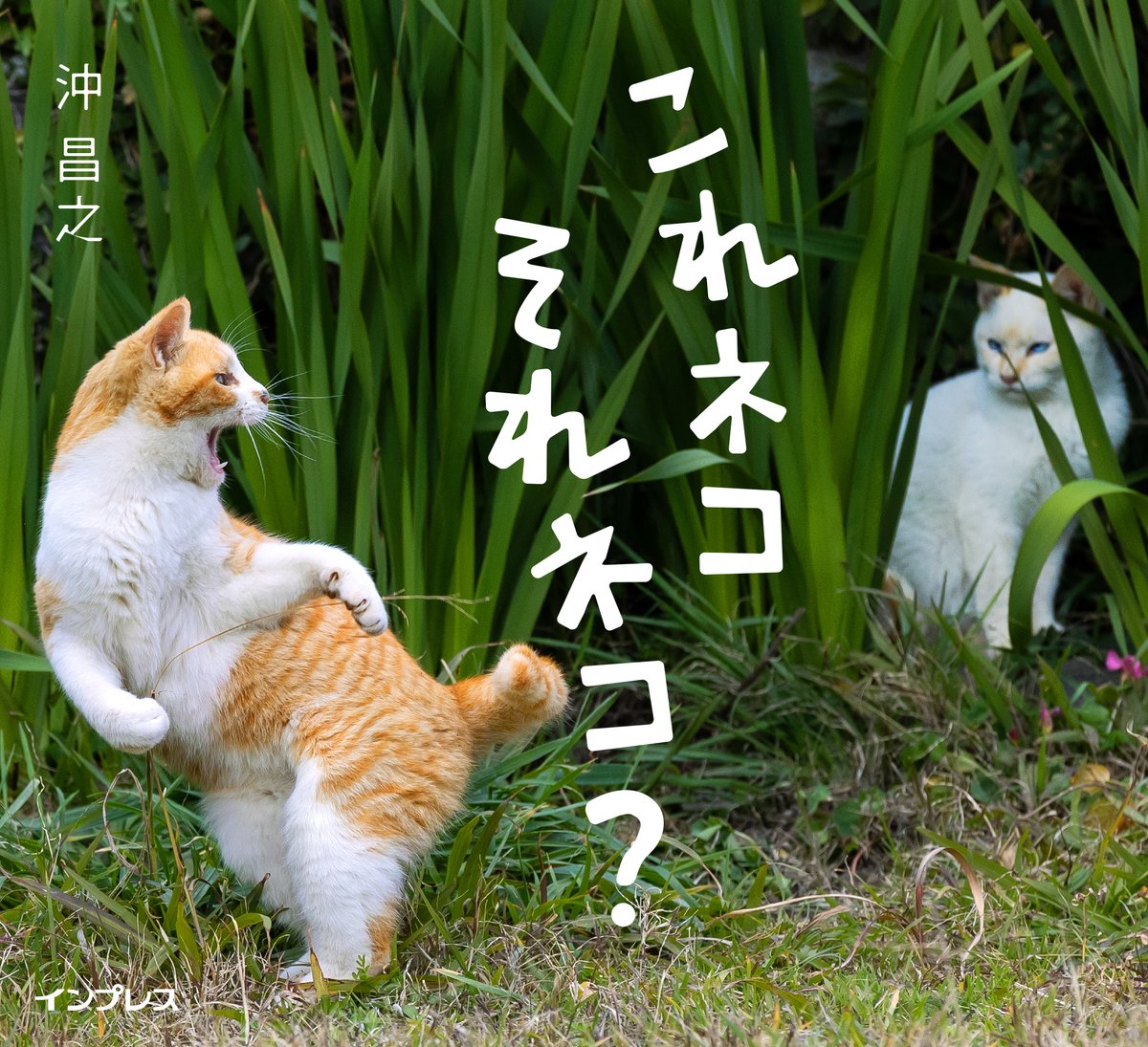 okirakuoki's tweet image. 【8月8日~21日 大阪・写真展】
沖 昌之写真展「これネコ それネコ?」富士フイルムフォトサロン 大阪
先行して2月に東京で行われた同タイトルの写真展では
2週間の開催で来場者数は17000人以上、販売した写真集は960冊と好評でした。…